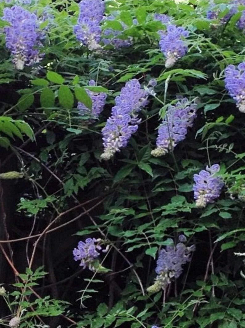 Bonsai Tree Seeds, 10 Pack, Chinese Wisteria, Highly Prized Flowering, Wisteria sinensis