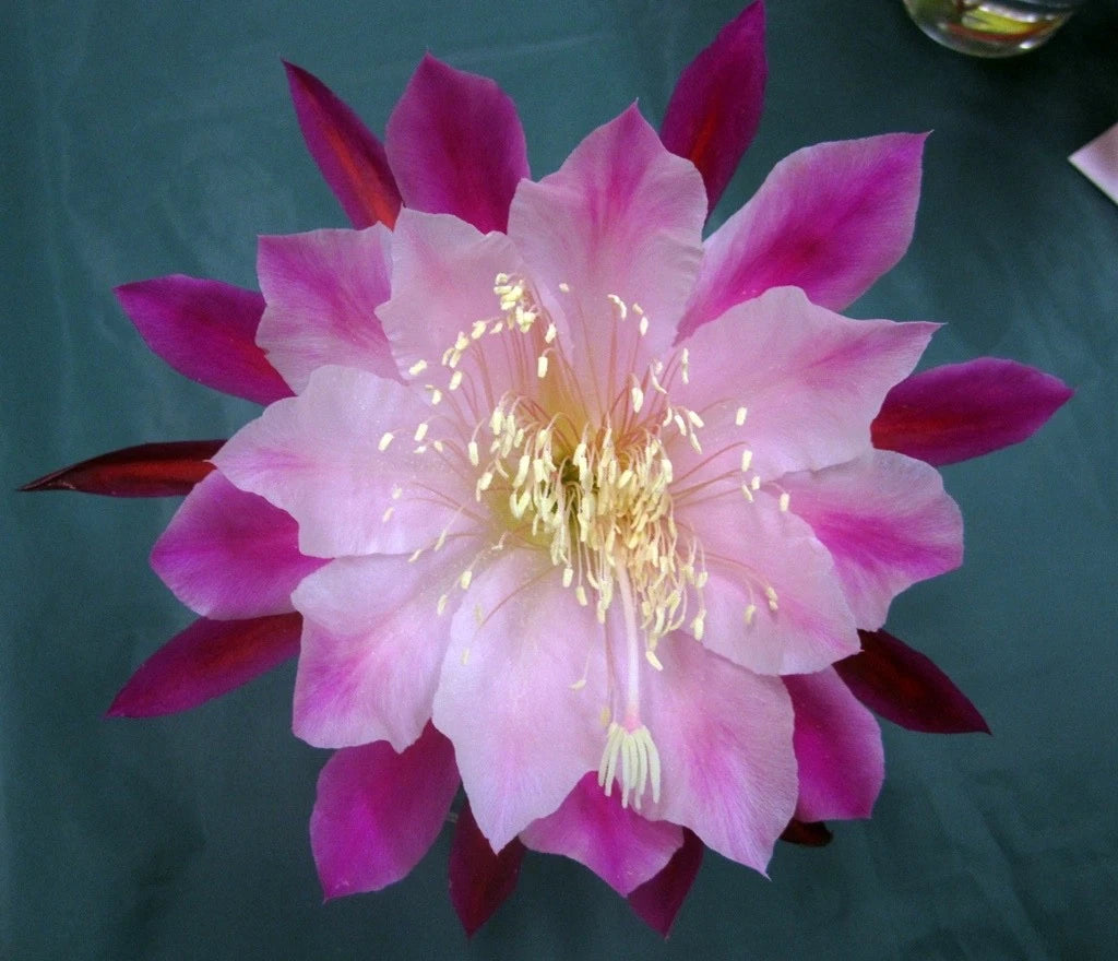 Epiphyllum Orchid Cactus Smokey Topaz - Don's Cuttings SEPT/3