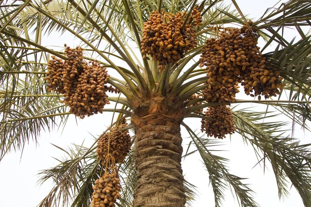 Wild Date Palm Seeds for Planting - 5 Seeds - Phoenix dactylifera