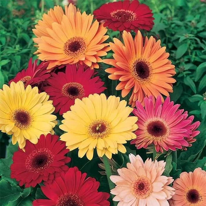 California Giants Mix Gerbera Daisy Seeds - 200+ Pack for Garden - Vibrant Colors - Free Shipping!