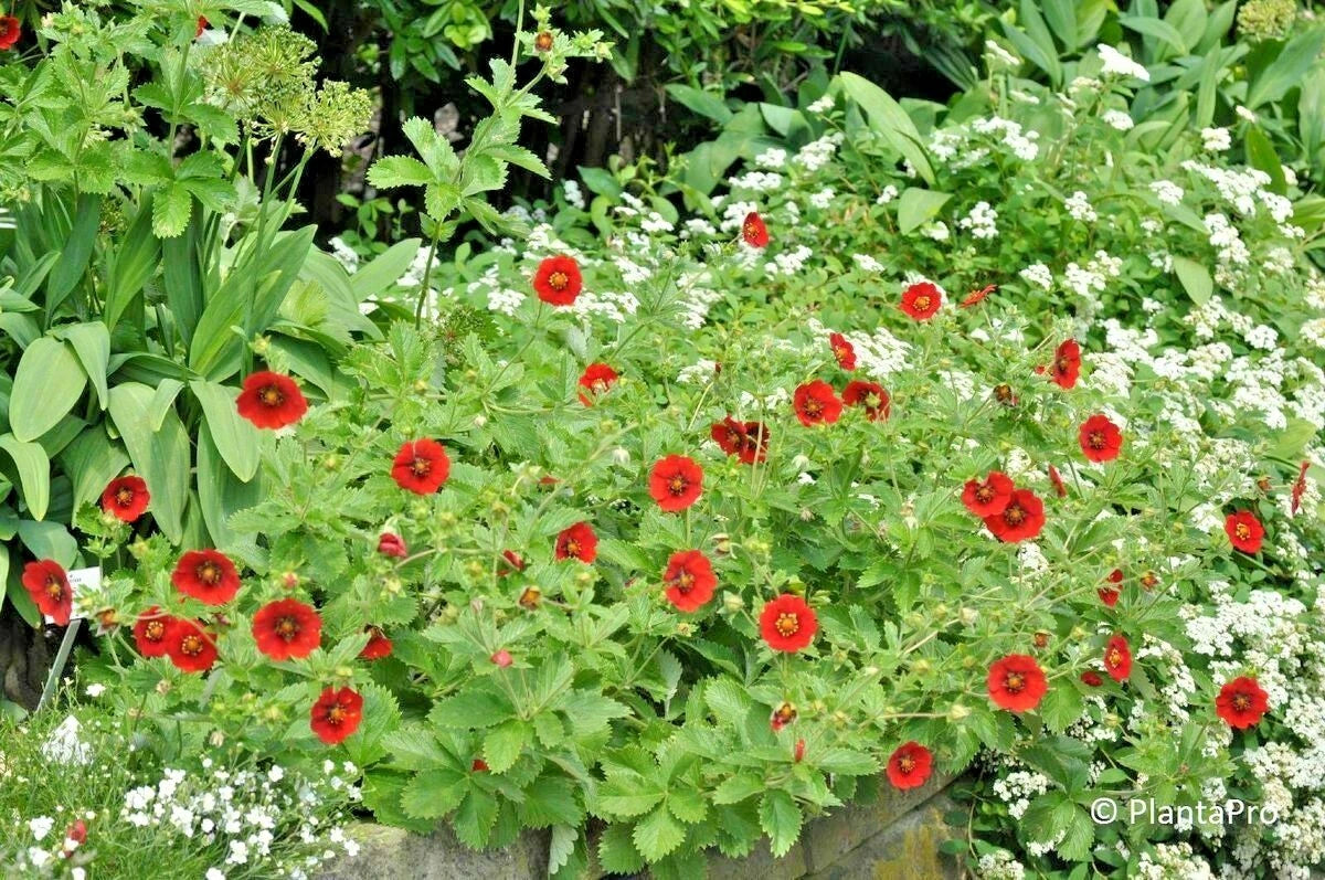 Scarlet Cinquefoil Seeds - 100+ Potentilla Fruticosa - Native Perennial Compact Flowering Shrub
