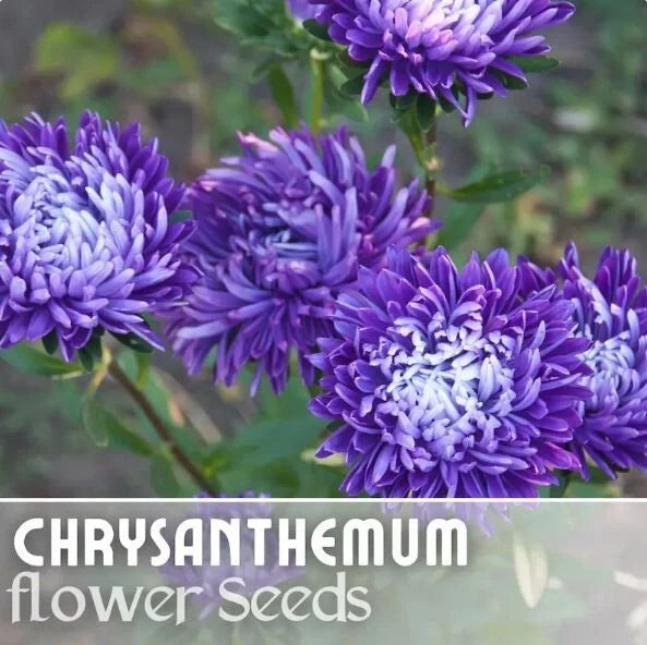 Chrysanthemum Seeds - 200+ Regal Relic Mum Flower Seeds