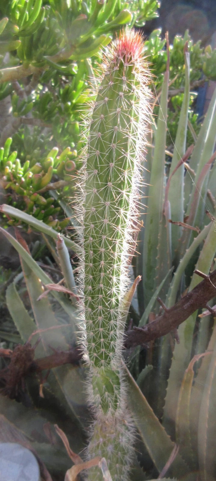 Snake Cactus Tip Cut - 12