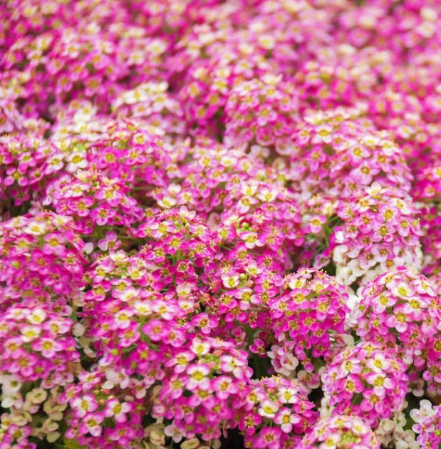 Alyssum Seeds - 500 Non-GMO Rosie O'Day Pink Groundcover with Fragrant Flowers - Ideal for Gardens and Pollinators