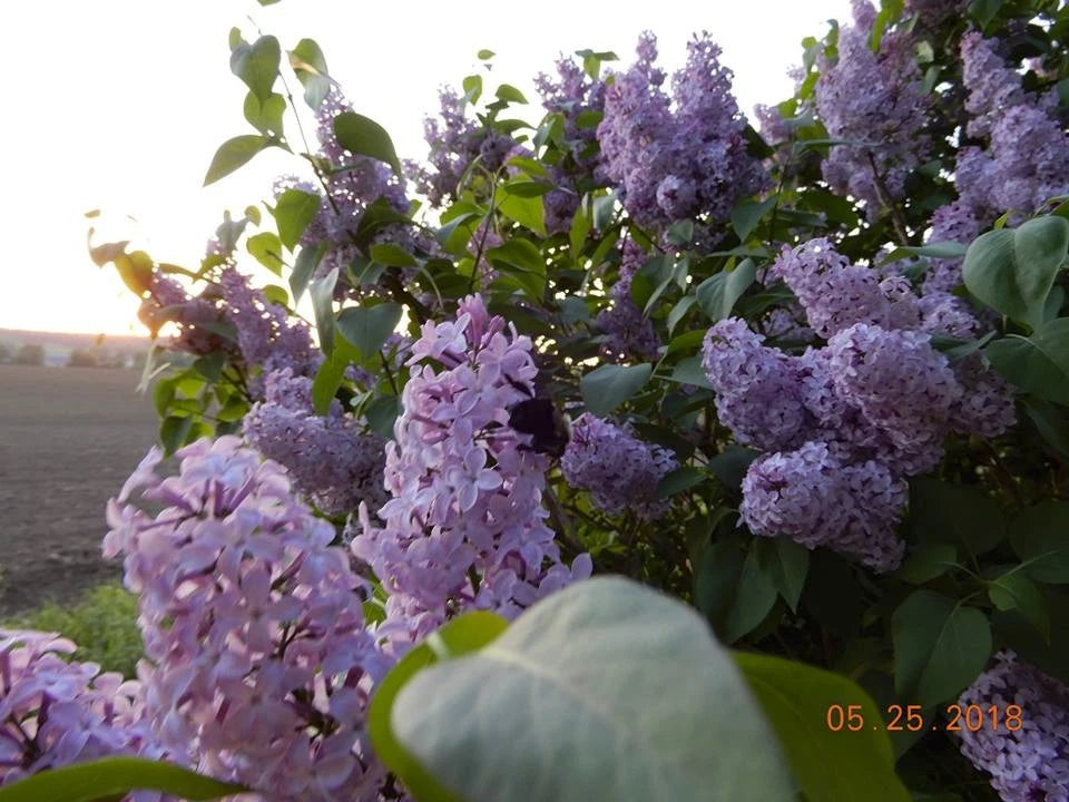 Old Fashioned Lilac Sapling - BARE ROOT Shrub (Syringa vulgaris) - Dormant Shipping - Perfect for Gardens
