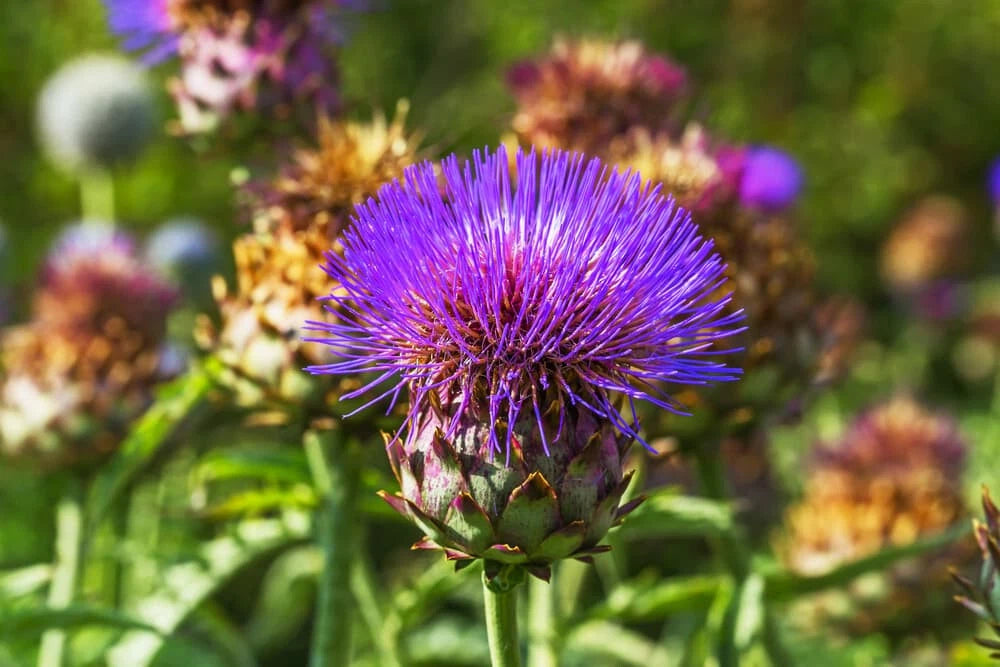 Cardoon Thistle Seeds - 200+ Count - Edible Perennial - Cynara cardunculus - USA Grown, Free Shipping