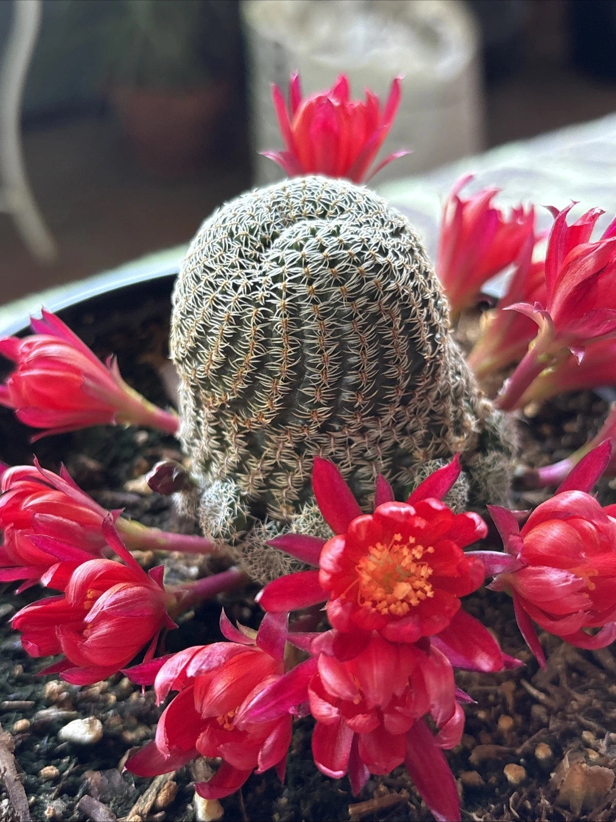 Rebutia Albopectinata Cactus in 6 Inch Pot - Rooted Succulent with Unique  Spines