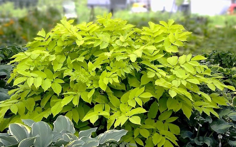Marvelous Aralia Sun King Gallery