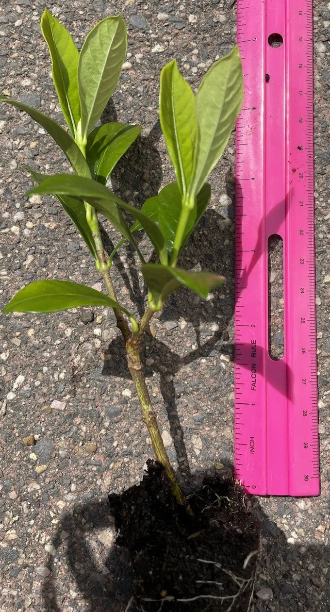 3 Rooted 4ā-5ā Gardenia Plants | Fragrant White Flowering Shrub | Live Bare Root Gardenia (Variety Unknown) for Home or Garden