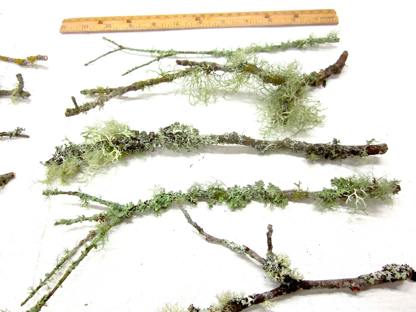 10 Live Lichen & Moss Covered Wood Sticks 6–12" – Natural Terrarium Decor, Fairy Garden Supplies, Reptile Habitat Wood