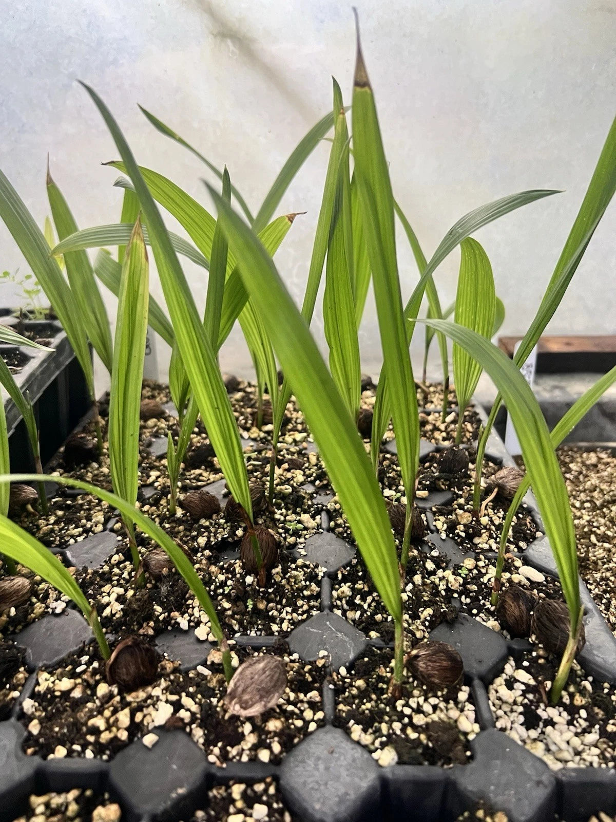 2 Queen Palm Seedlings (Syagrus romanzoffiana) | Bare Root Starter Plants | Fast Growing Tropical Palm | Landscape Tree