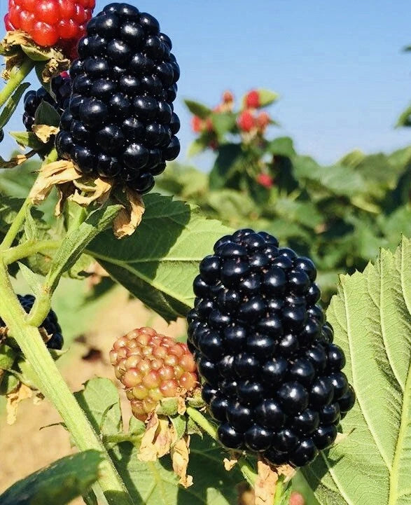 2-Pack Blackberry Plants in 3” Pots – Sweet Juicy Live Fruit Plants