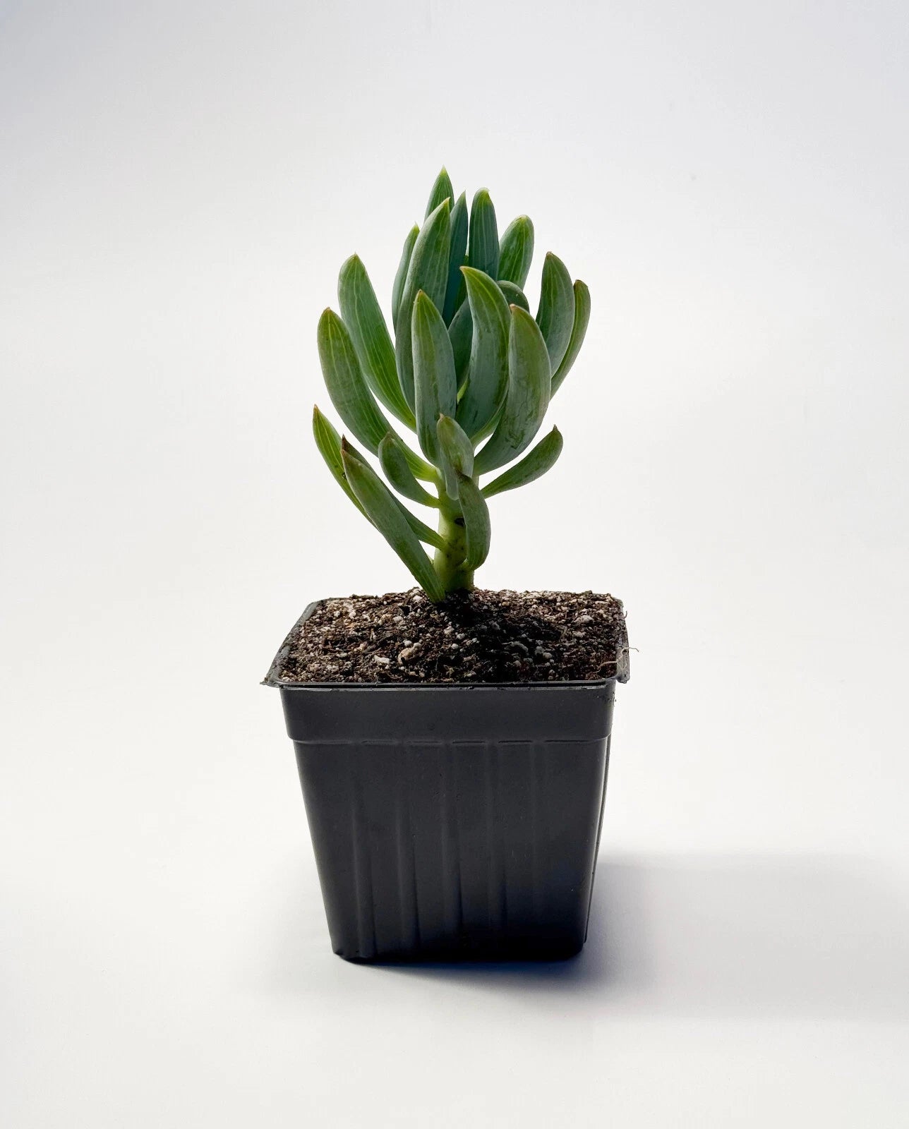 Blue Chalkstick Succulent (Senecio serpens / Curio repens) | Drought Tolerant Blue Plant | Live Succulent 4 Inch Pot