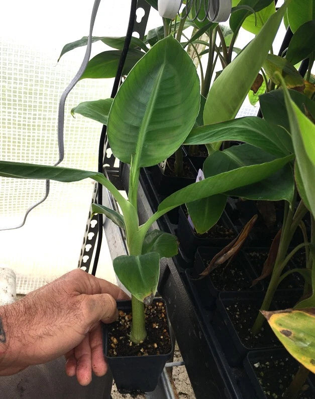 Dwarf Cavendish Banana Plant β Live Tropical Banana Tree β Indoor or Outdoor β Fast Growing β Edible Fruit β Compact Dwarf Variety