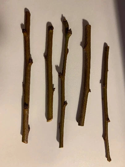5 Sweet Pluerry Scion Cuttings ā 3ā5" Unrooted Grafting Wood ā Rare Plum x Cherry Hybrid for Grafting Stone Fruit Trees