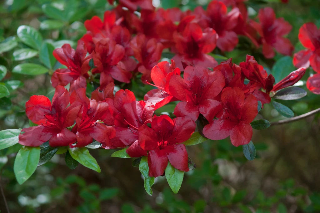 Azalea Starter Plant, Small Rooted, Midnight Flare Variety, Rhododendr –  Jayme Garden