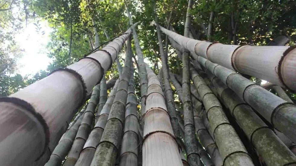 50 Huge Dragon Bamboo Seeds - Clumping Privacy Plant for Garden - Shade Screen - US Seller - Perfect for Landscaping