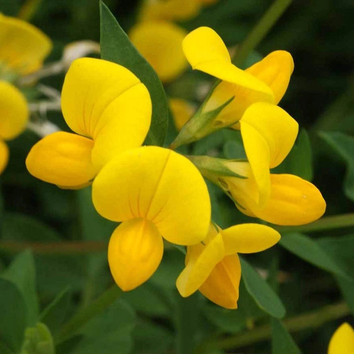 Bird's Foot Trefoil Wildflower Seeds 1/4 Lb Mylar Packet - Lotus corniculatus - Everwilde Farms