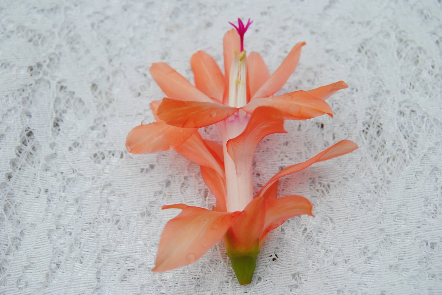 Christmas Cactus Starter Plant - Coral Delight - Schlumbergera Truncata - Healthy Well-Rooted Small Plant for Home Decor