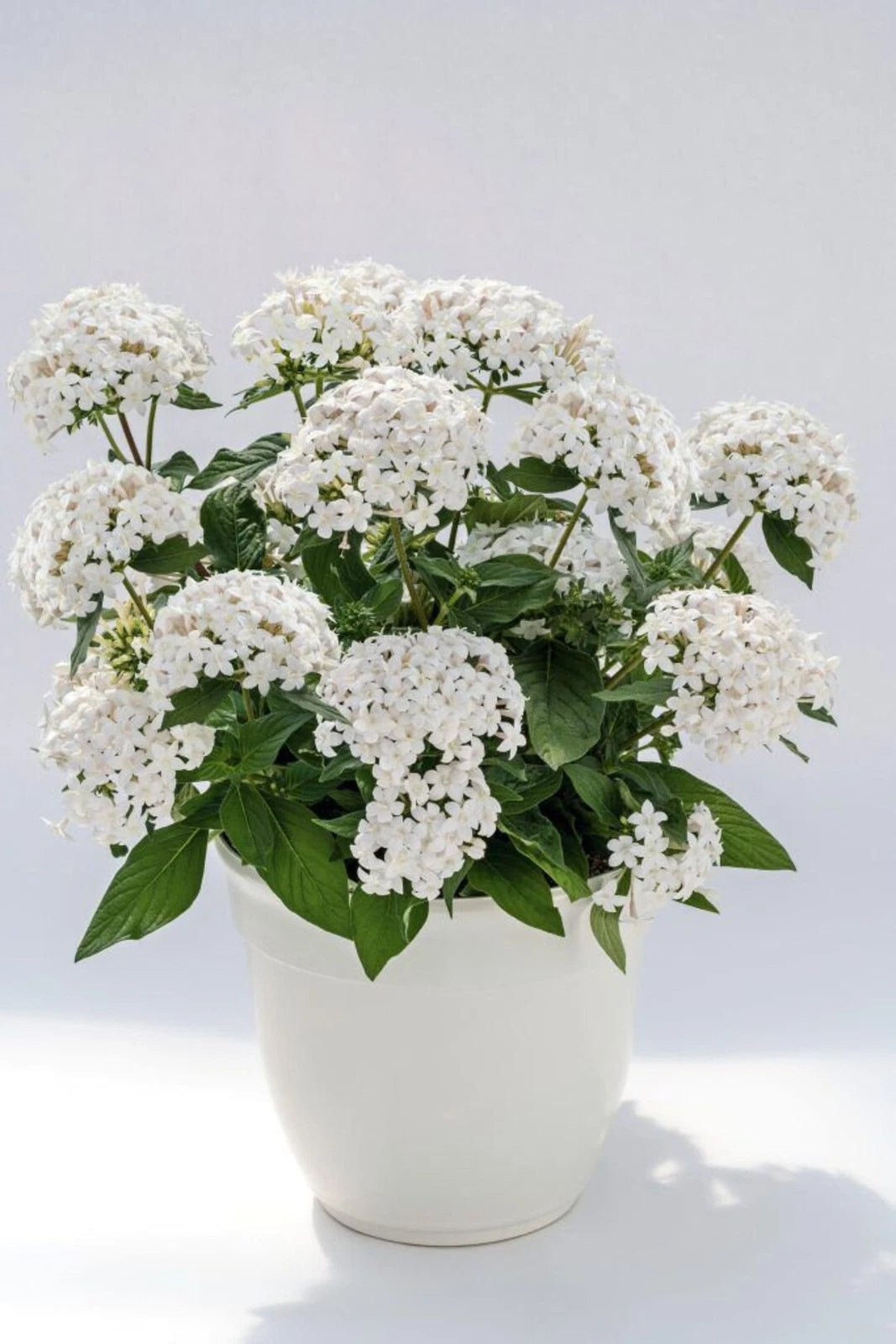Pentas Seeds 500 Count Graffiti 20/20 White Pentas lanceolata - Flowering Plant Seeds for Garden and Landscape