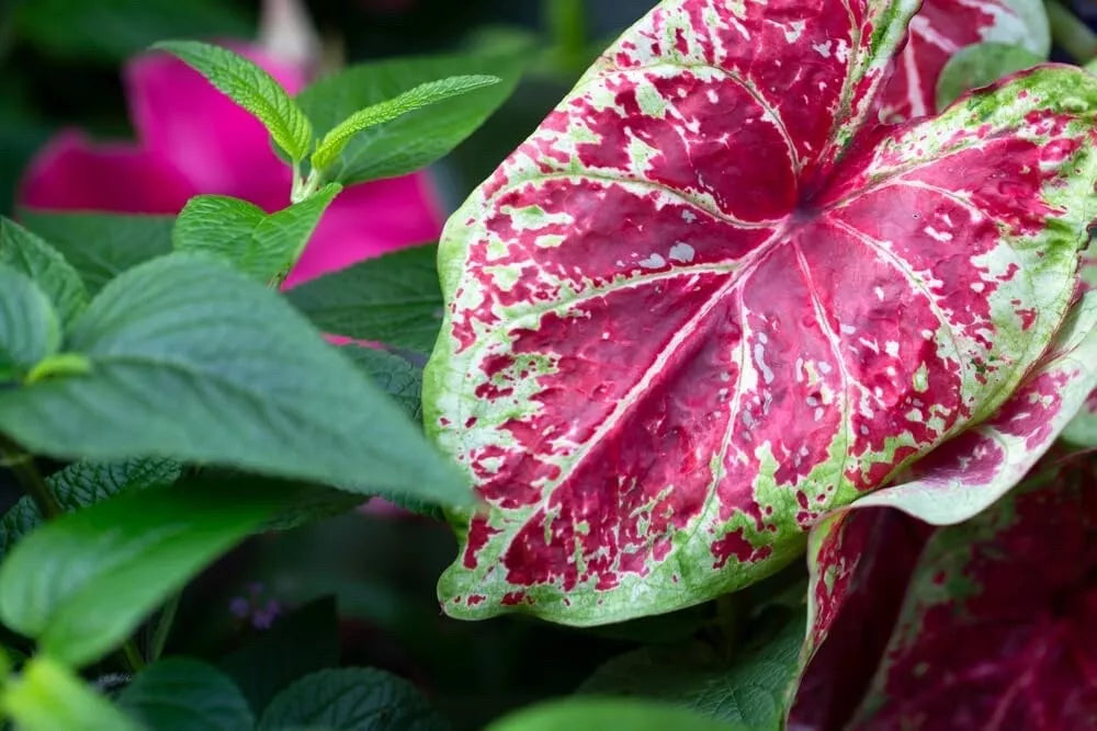 Caladium Bulbs - Sizzle Variety - Colorful Foliage - Caladium bicolor