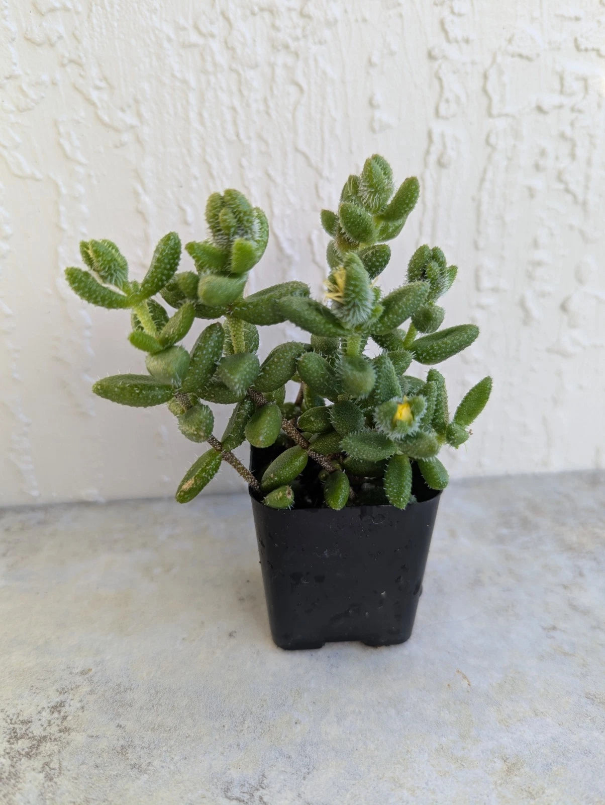 Pickle Succulent Plant 2 Inch Delosperma Echinatum Rooted Pot – Jayme Garden
