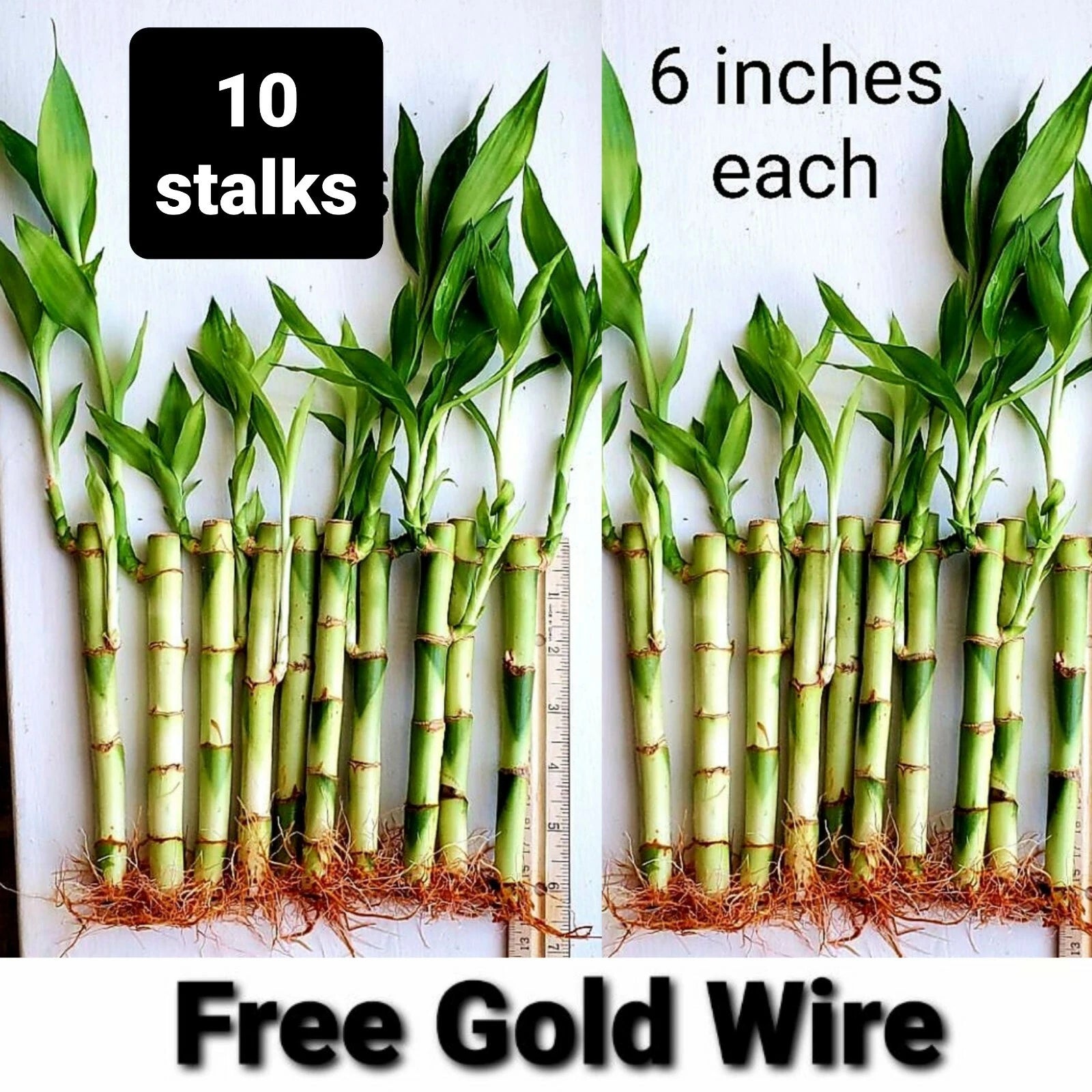 Lucky Bamboo Plants - 6 Inches - 10 Pack with FREE Gold Wire - Indoor Feng  Shui