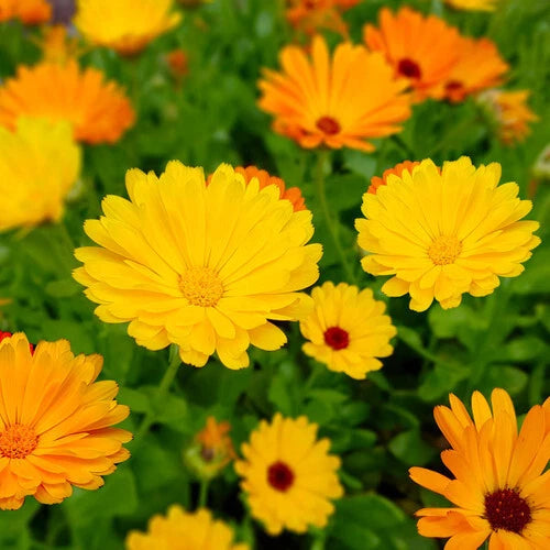 Calendula Seeds | Heirloom Fiesta Gitana | Edible Flowers | Non-GMO | Easy to Grow