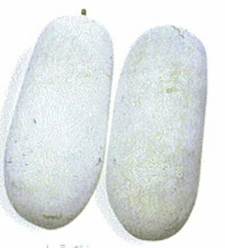 20 Wax Gourd Seeds - Fuzzy Winter Melon, Benincasa hispida - USA, Free Shipping