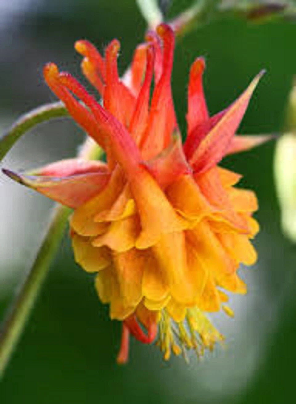 50 Double Orange Yellow Columbine Seeds | Perennial Flower Seeds | Aquilegia chrysantha