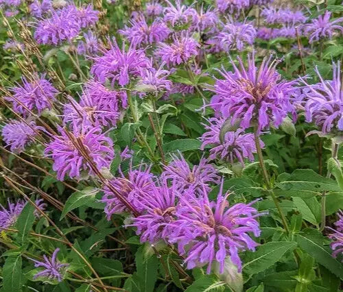 Bee Balm Seeds 1000+ Wild Bergamot Perennial Herb Flower Monarda fistulosa