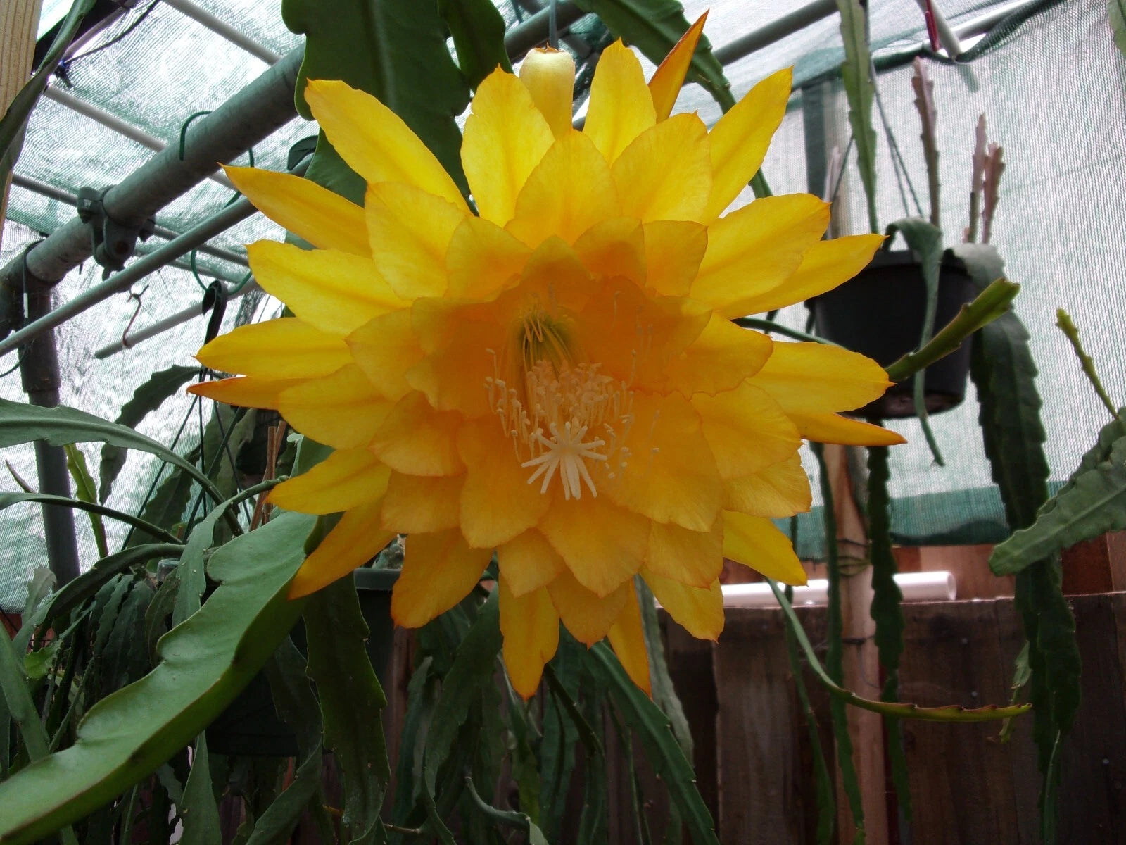 Epiphyllum Orchid Cactus Cutting - Yellow Tang - Fragrant Flower