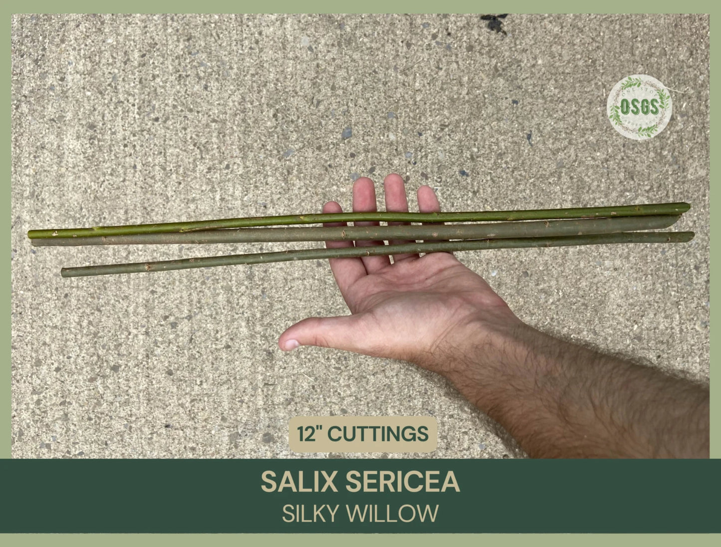 Silky Willow Cuttings | 12" Fresh Cuttings | Salix sericea | Native Willow Plant Cuttings for Gardening