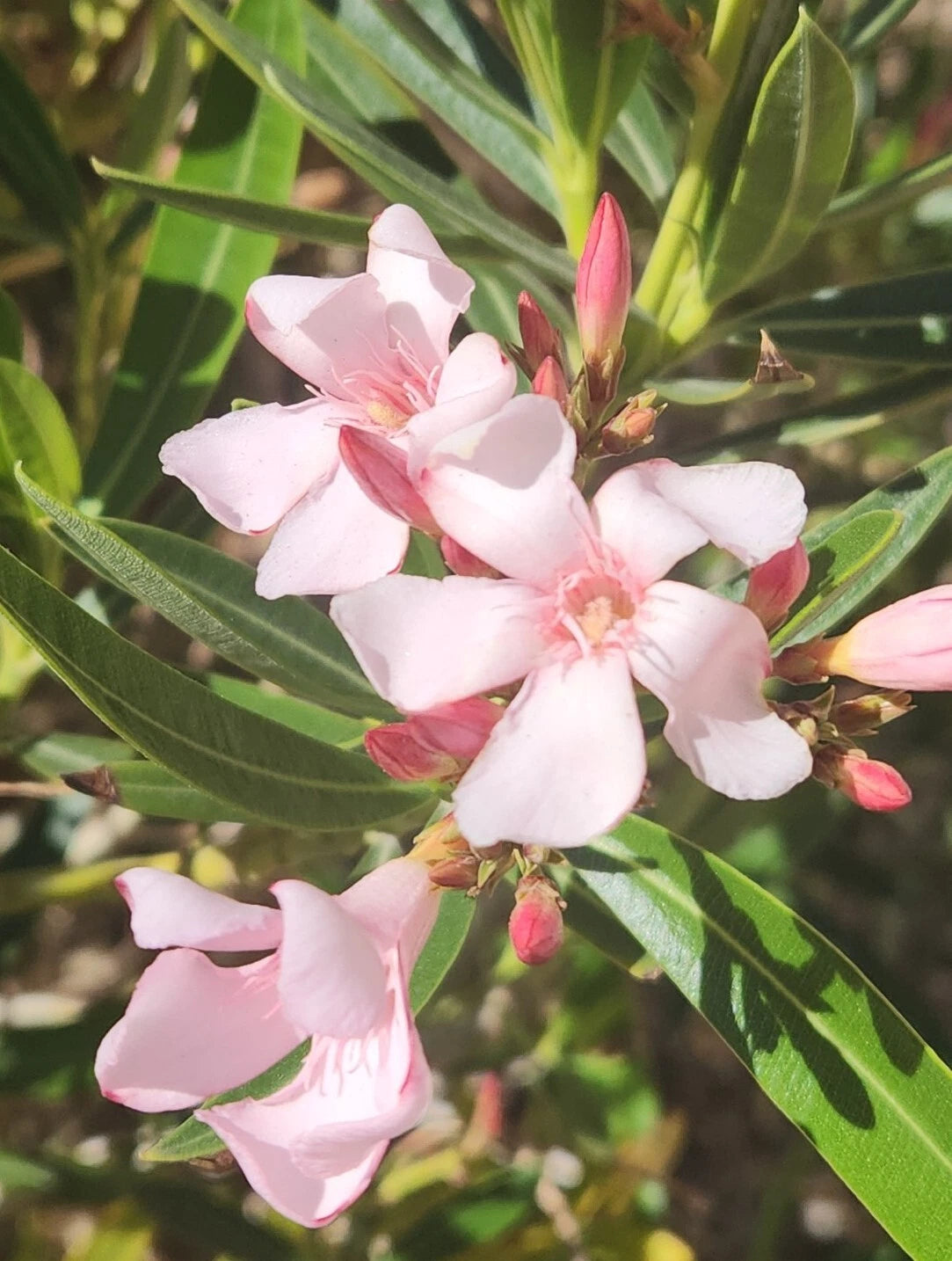 Pink Oleander Seeds - Nerium Oleander - Exotic Plant Tree - 60 Seeds for Garden and Landscape Use