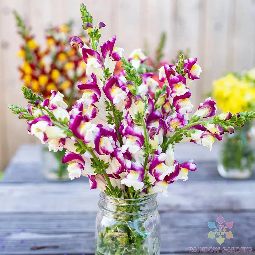 Cherry Twist Snapdragon Seeds - 1000+ Count - Garden Planting - Antirrhinum majus - USA