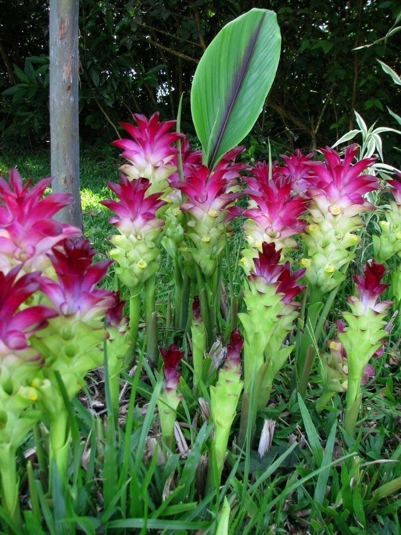 Curcuma Red Flower Plant Rhizomes - Fast Growing Turmeric GR24 - Magnificent Curcuma