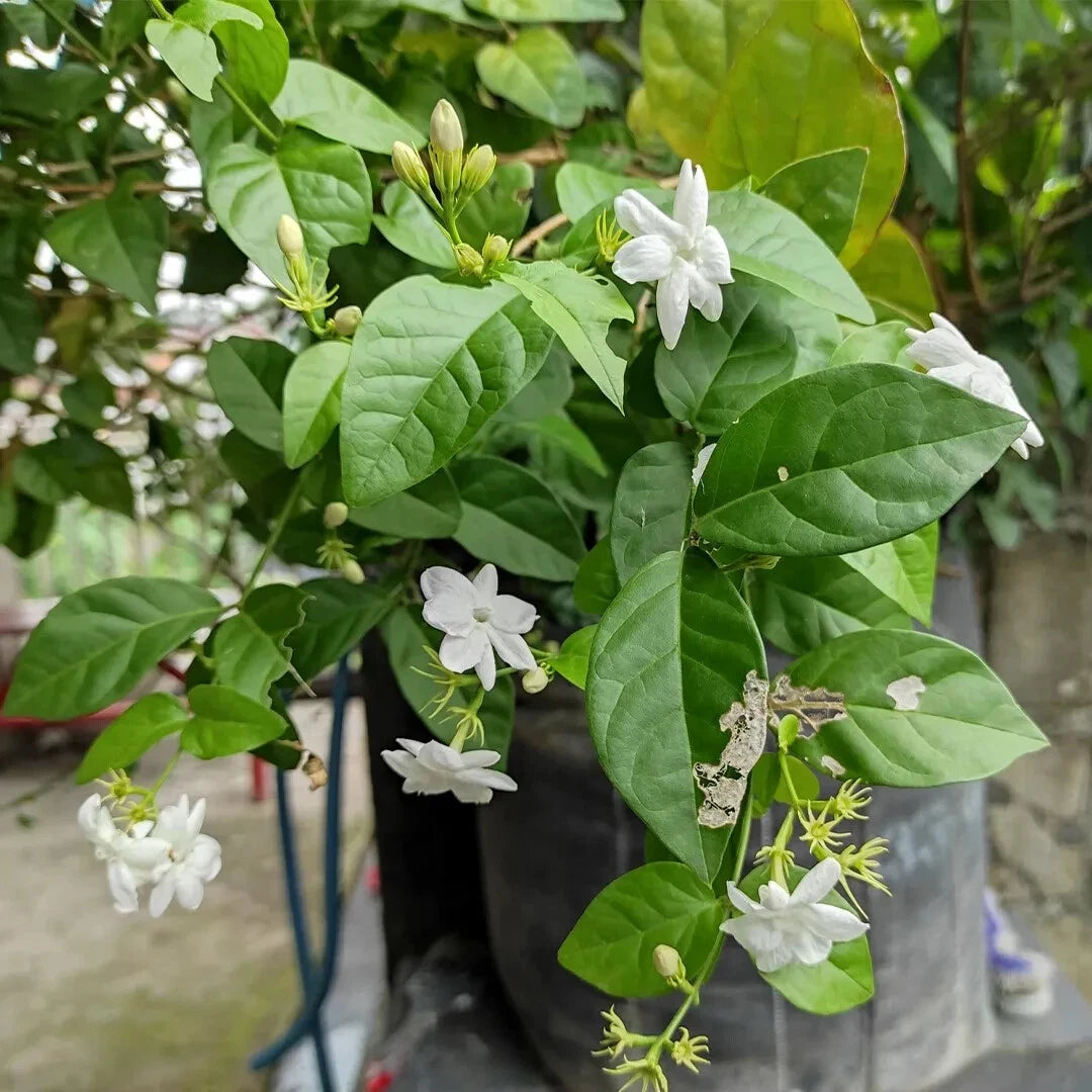 Arabian Jasmine Live Plant 15” Tall Starter in 2.25” Pot - Jasminum sambac - Fragrant Indoor/Outdoor Houseplant