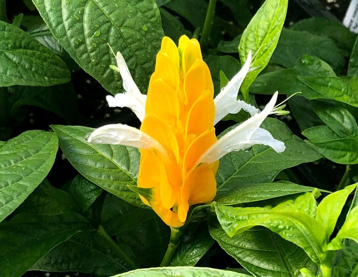 Yellow Shrimp Plant 4-6" Tall - No Pot - Pachystachys Lutea - Justicia brandegeeana 'Yellow'