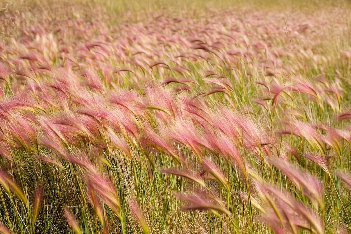 30 Squirrel Tail Grass Seeds, Hordeum jubatum, Perennial Ornamental Grass, Drought Tolerant, Native Plant Garden
