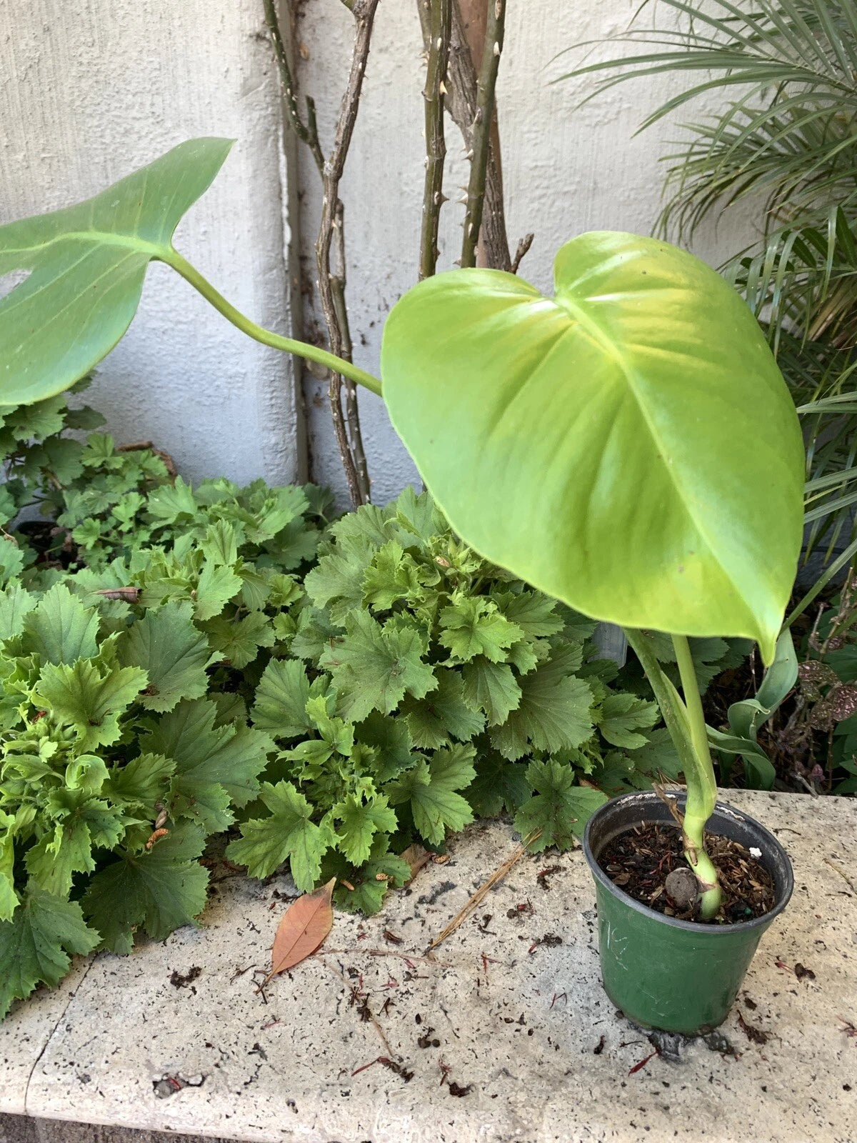 Monstera Plant in 4 Inch Pot, Fully Established Roots, Monstera delici –  Jayme Garden