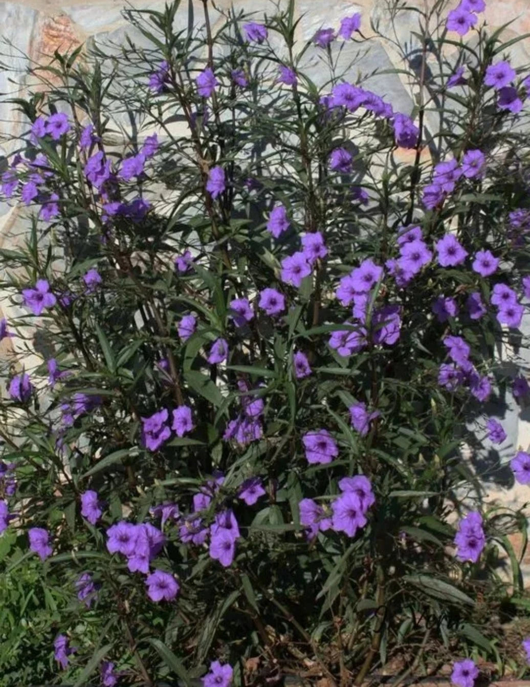Mexican Petunia Plants - 3 Bare Root Live Plants - Rare & Exotic Purple Ruellia Tuberosa