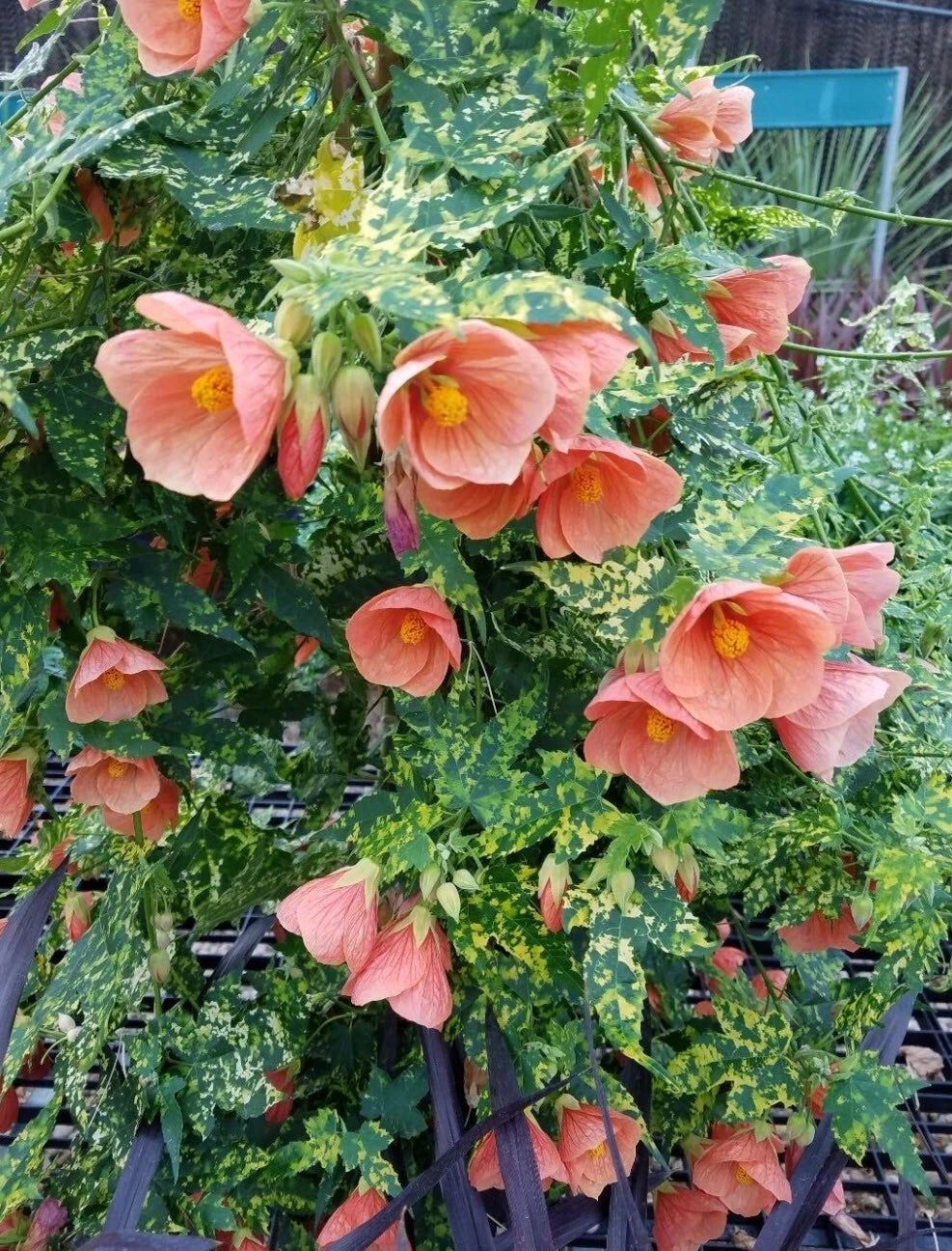 flowering maple indoor plant Thompsonii Variegated Peach Abutilon Flowering Maple Small Root Starter Plant
