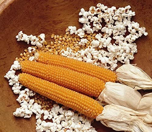 popcorn planting seeds Snow Puff Popcorn Seeds - 25 Count - Non-GMO - Zea mays everta