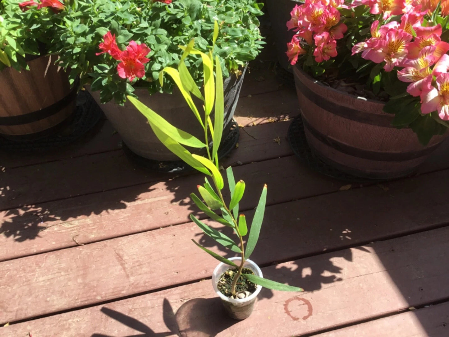 Acacia Golden Wattle Tree Sapling 1 Year Old 15 Inches - Acacia pycnantha