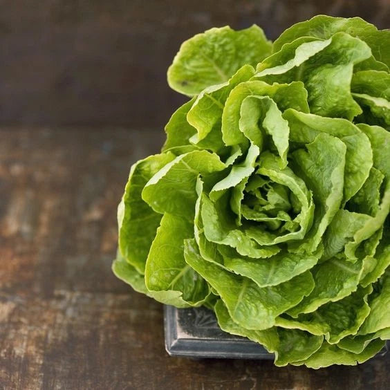 Butter Crunch Lettuce Seeds - 600+ Organic Non-GMO Open Pollinated - Perfect for Home Garden - Lactuca sativa