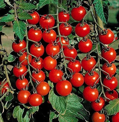 Cherry Tomato Seeds Pack - 100 Seeds - Heirloom Variety - Solanum lycopersicum