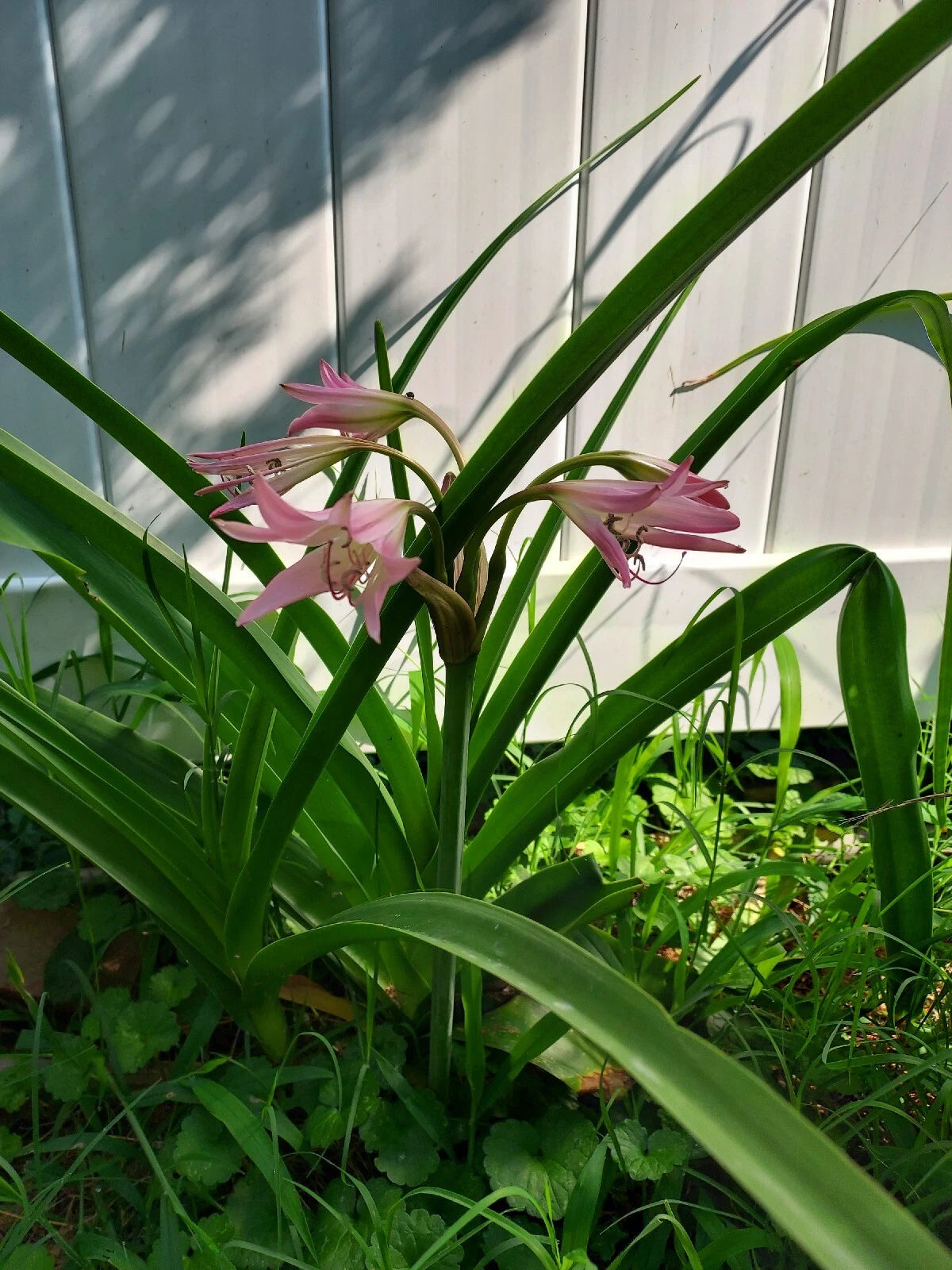 cape lily flower Crinum Rosea Cape Lily Bulb - Large Pink Flowering Plant