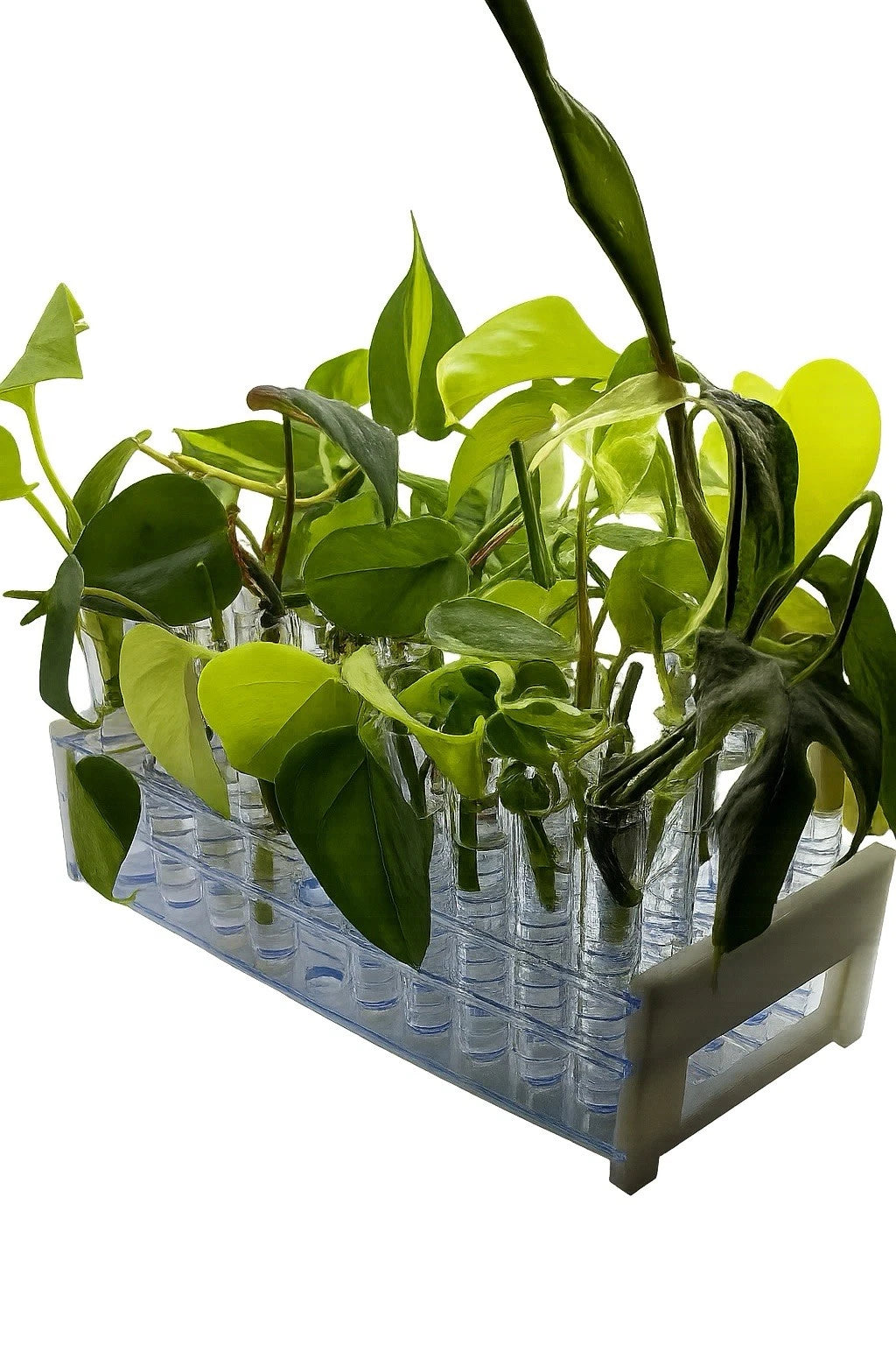 12-Pack Mystery Plant Box | Houseplants Mix | Common & Rare Varieties | Indoor Plants Collection