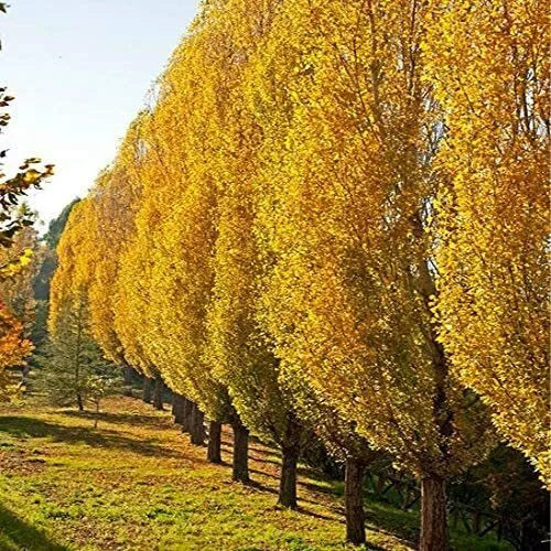 Lombardy Poplar Trees Live Cuttings - 2 Pack, Fast-Growing Privacy Tree (Populus nigra 'Italica')