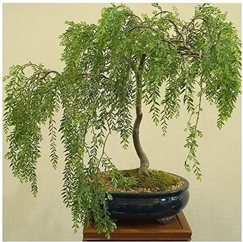 Bonsai Tree Cutting - Large Thick Trunk - Australian Willow - Live Plant - Salix elegans